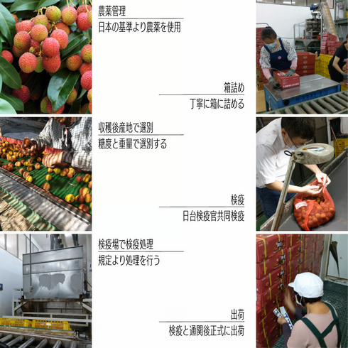 【予約注文】台湾玉荷包ライチ|台灣玉荷包荔枝|LYCHEE|3㎏|2.5㎏(小分けケース)|2026